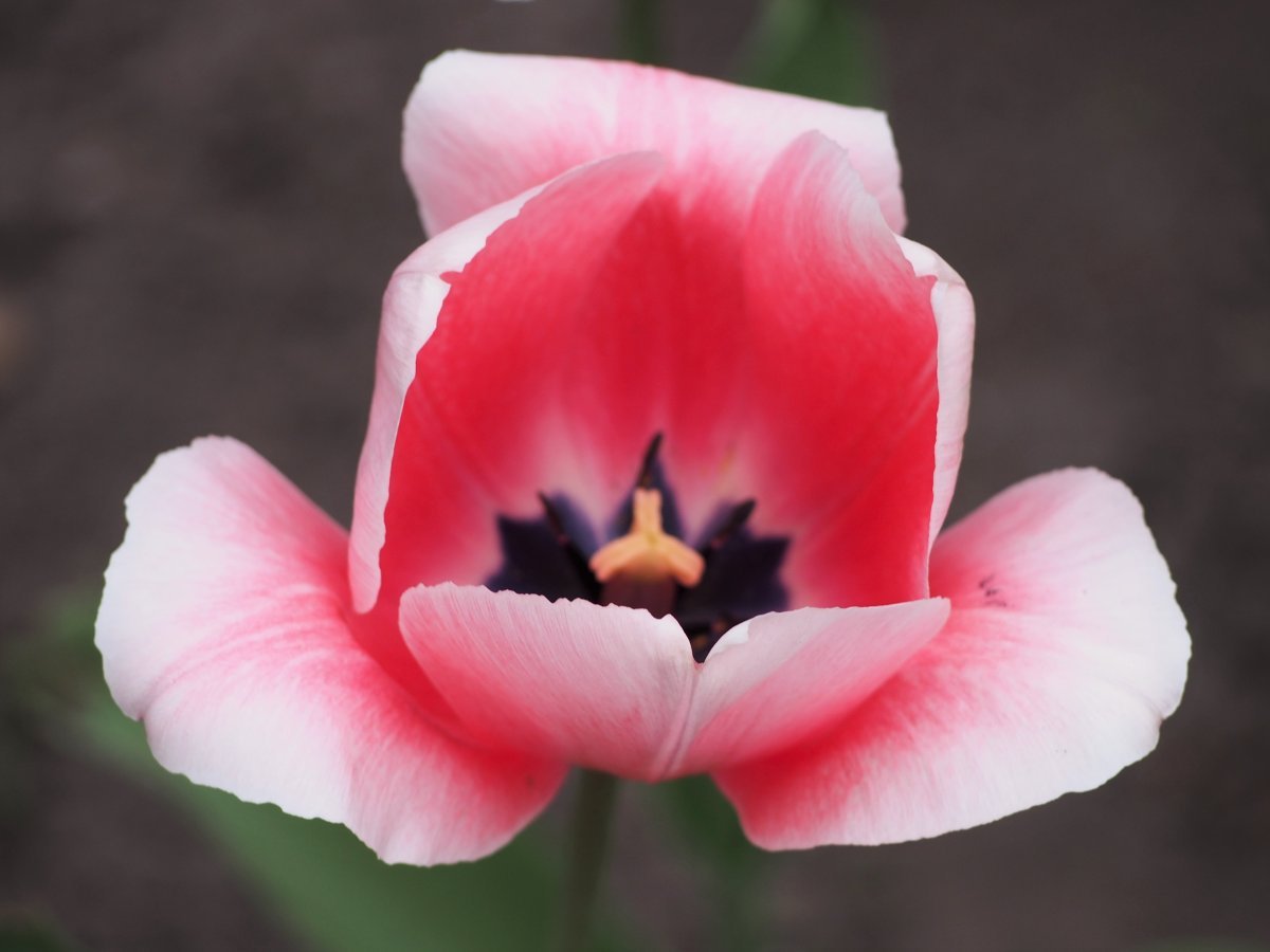 Тюльпан Априкот Бьюти простой раний - фото 9