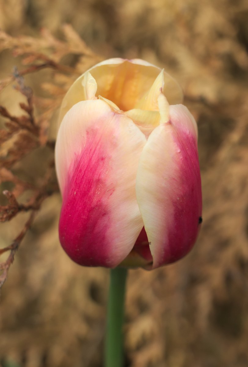 Тюльпан Априкот Бьюти простой раний - фото 4