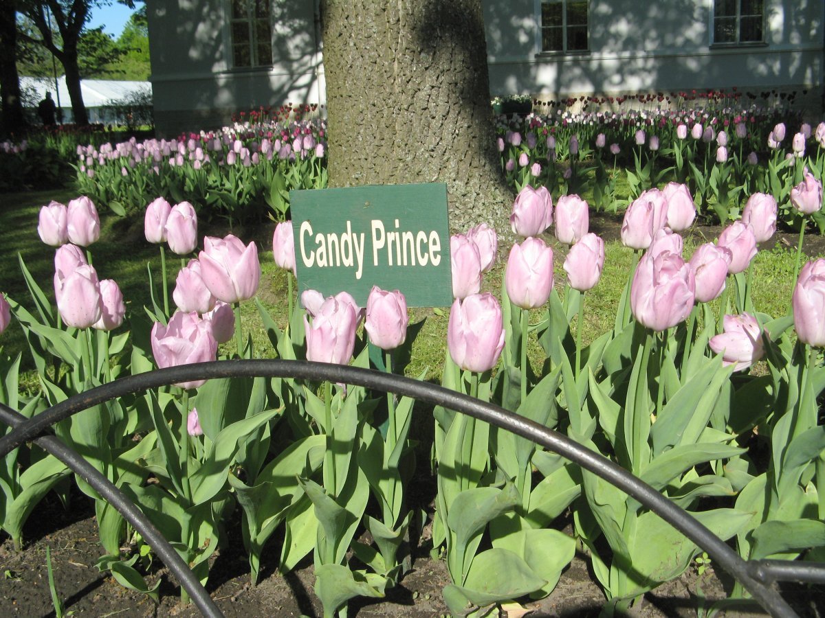 Тюльпан Кэнди Принц простой ранний - фото 9