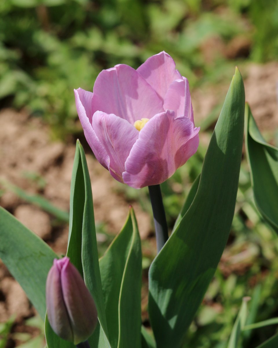 Тюльпан Кэнди Принц простой ранний - фото 2