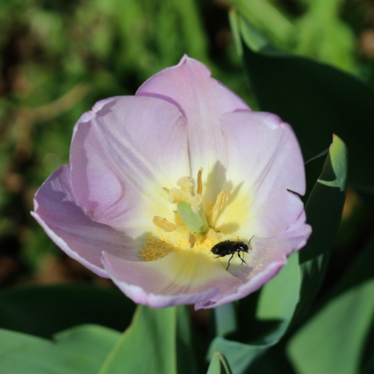 Тюльпан Кэнди Принц простой ранний - фото 6