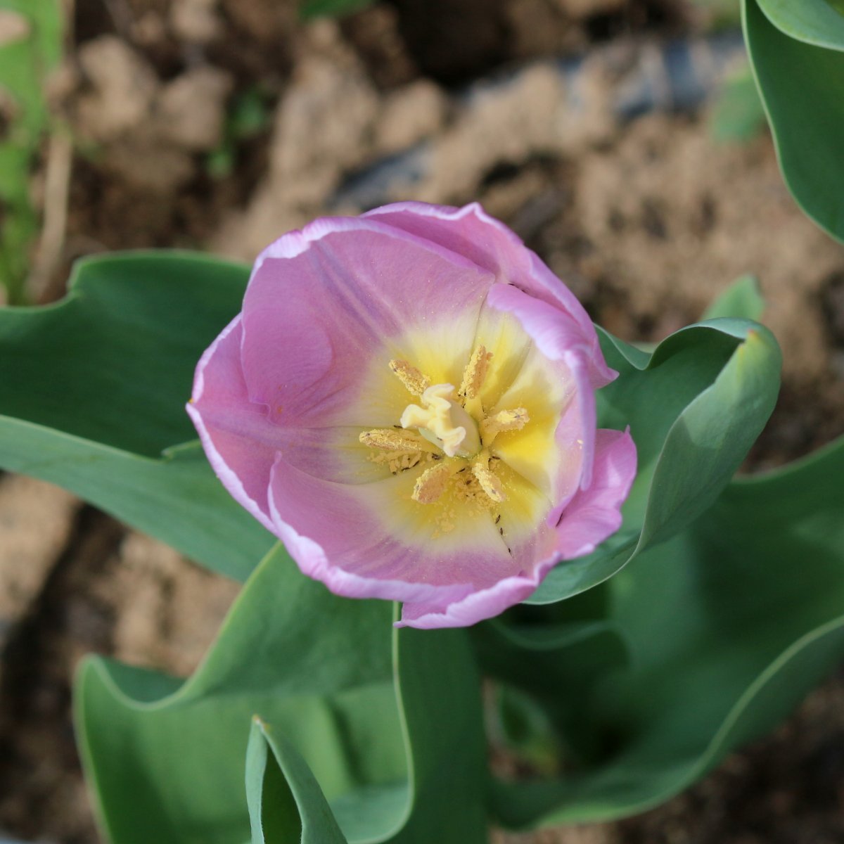 Тюльпан Кэнди Принц простой ранний - фото 3