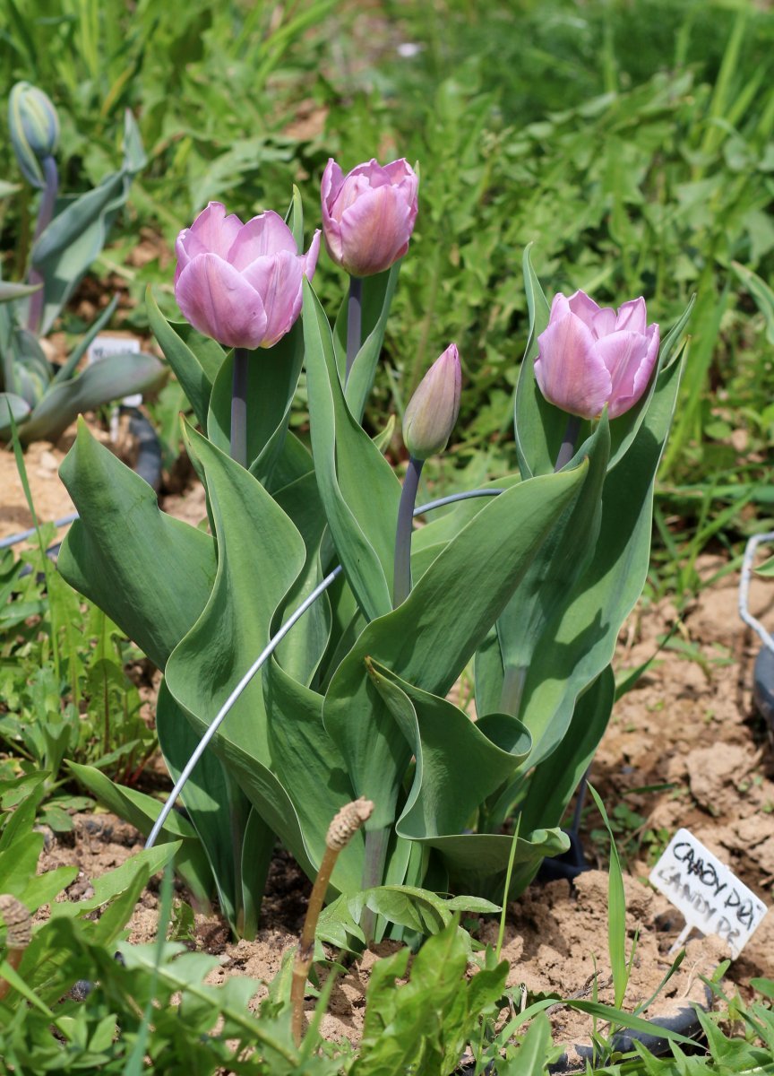 Тюльпан Кэнди Принц простой ранний