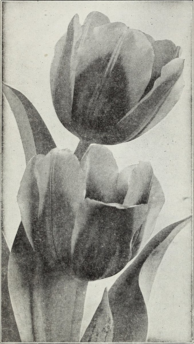 Тюльпан Пепл Принц простой раний - фото 7