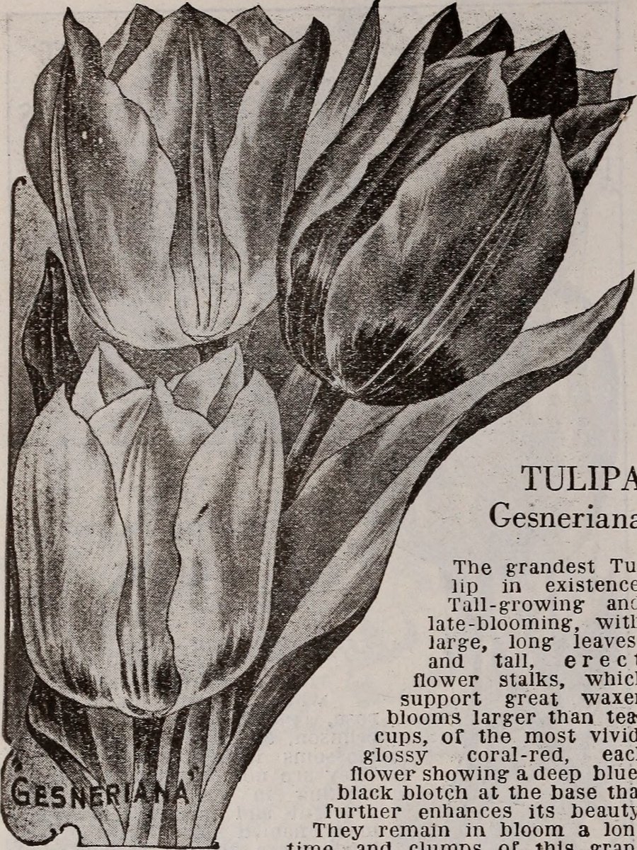 Тюльпан Пепл Принц простой раний - фото 4