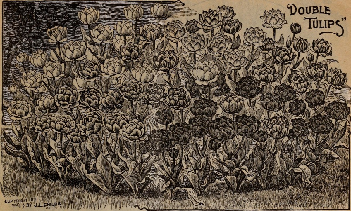 Тюльпан Пепл Принц простой раний - фото 3