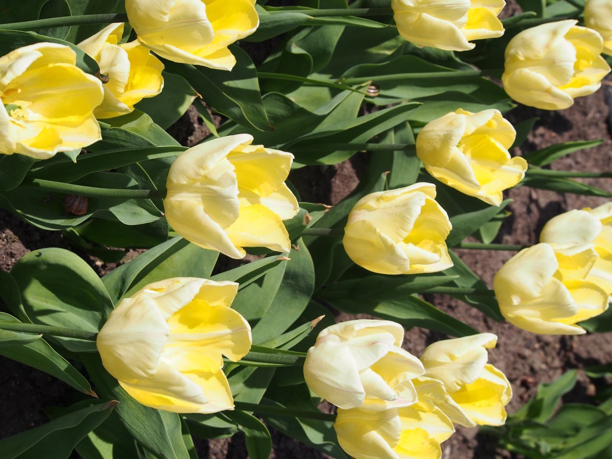 Тюльпан Санни Принц простой раний - фото 4