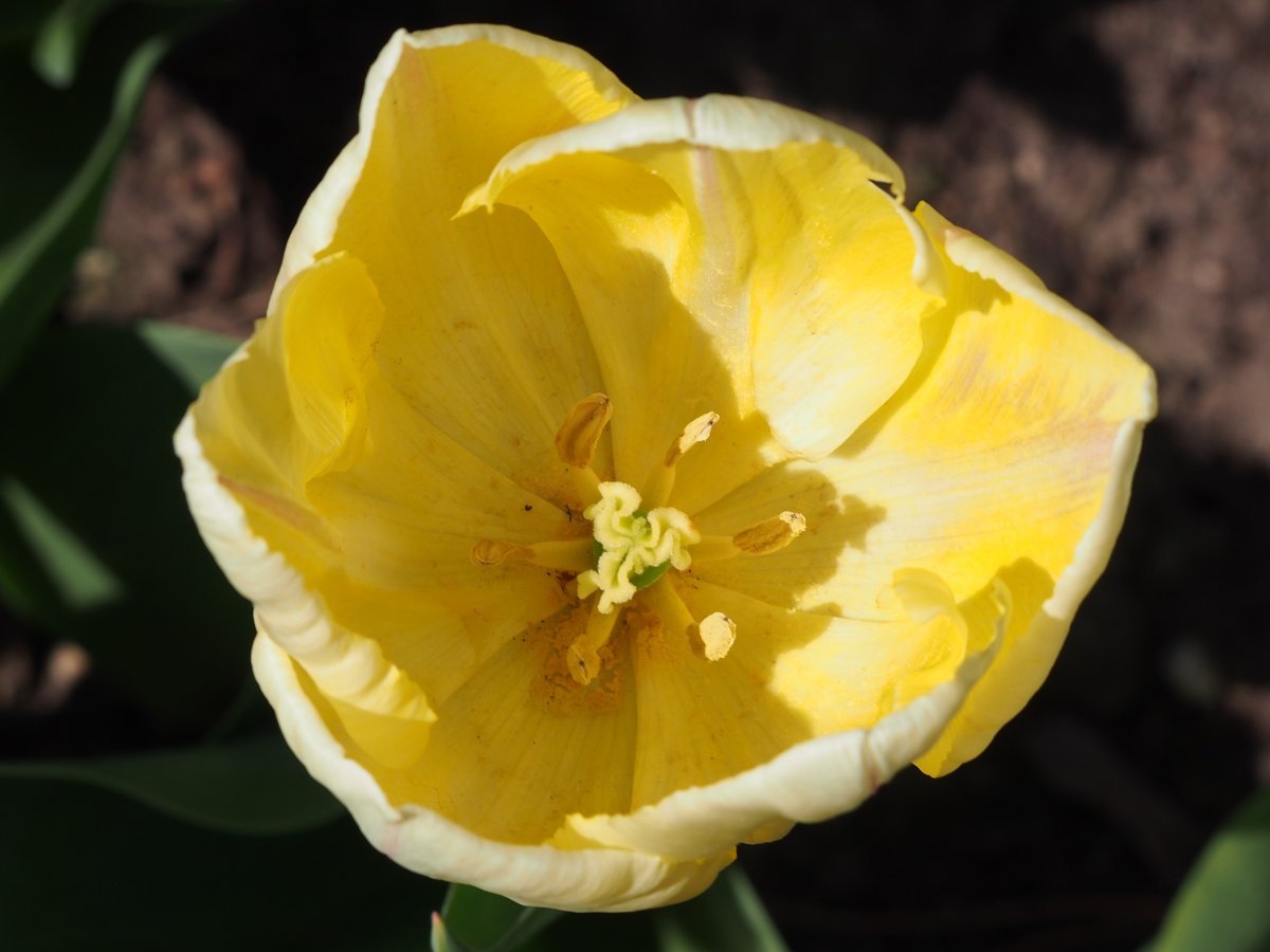 Тюльпан Санни Принц простой раний - фото 7