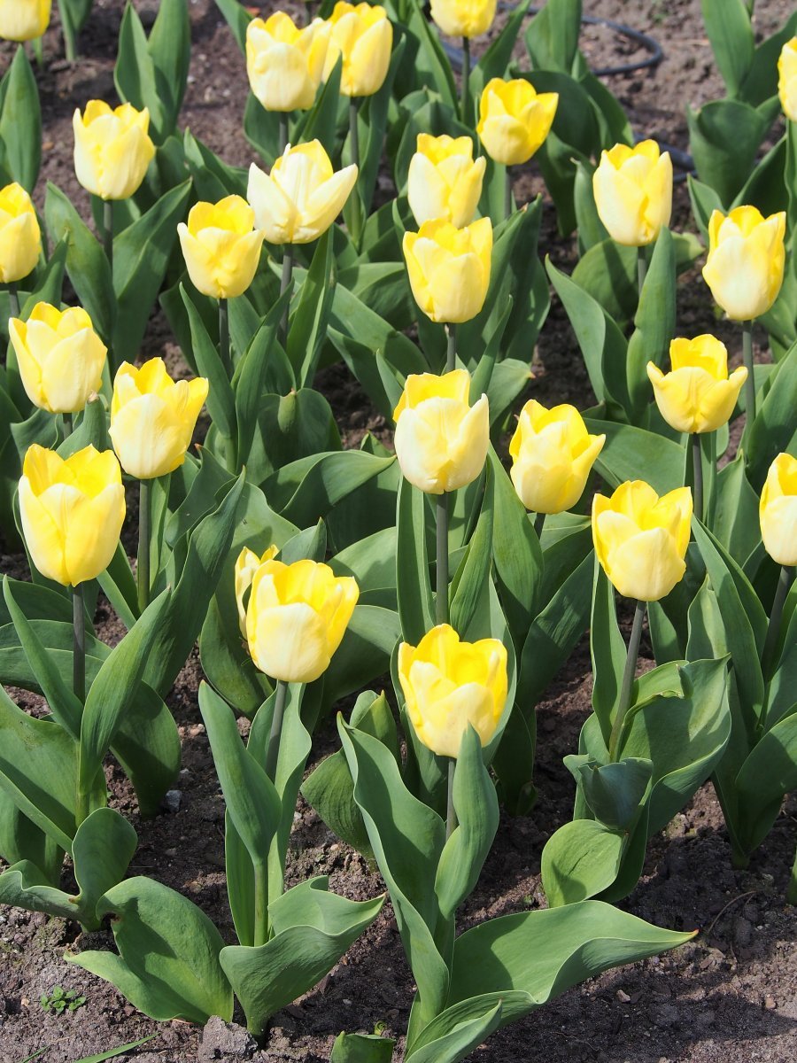 Тюльпан Санни Принц простой раний