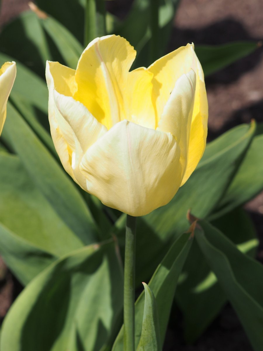 Тюльпан Санни Принц простой раний - фото 6