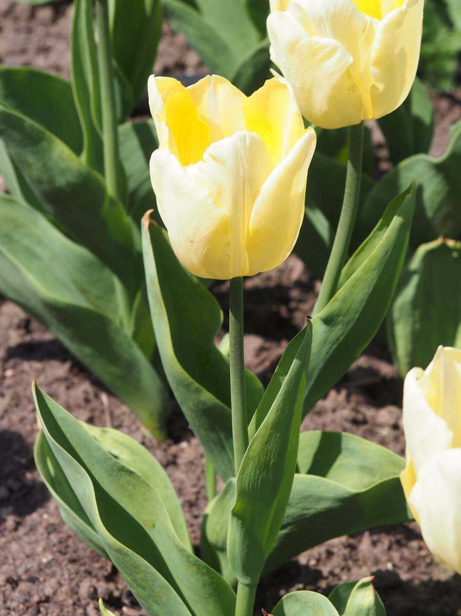 Тюльпан Санни Принц простой раний - фото 5
