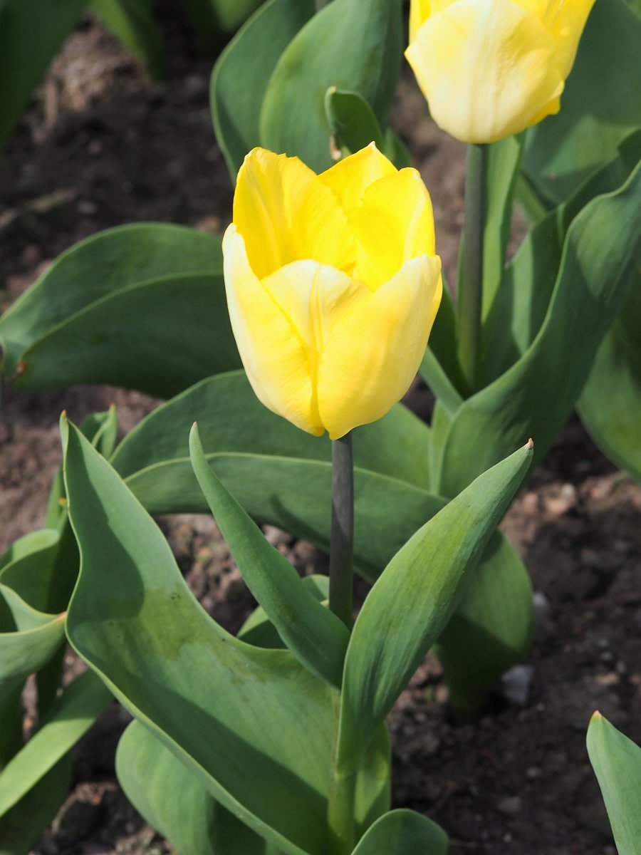 Тюльпан Санни Принц простой раний - фото 2