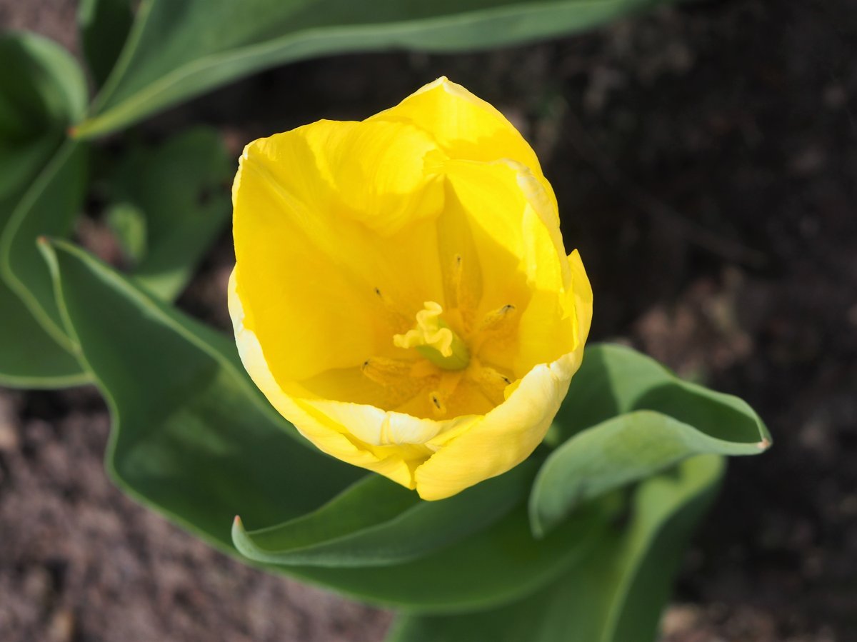 Тюльпан Санни Принц простой раний - фото 3