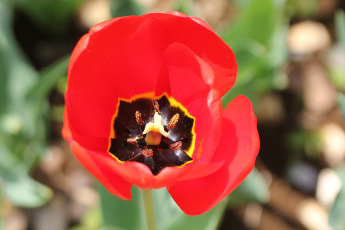 Тюльпан Чирз Триумф