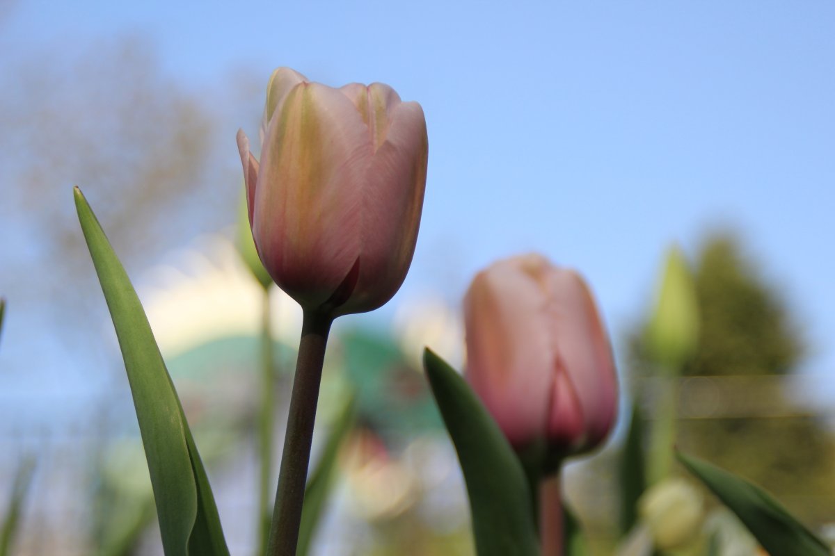 Тюльпан Денмарк Триумф