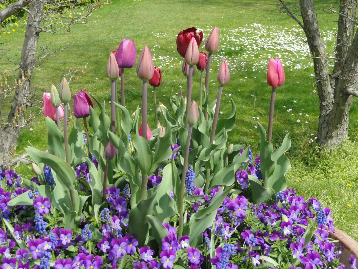 Тюльпан Денмарк Триумф - фото 2