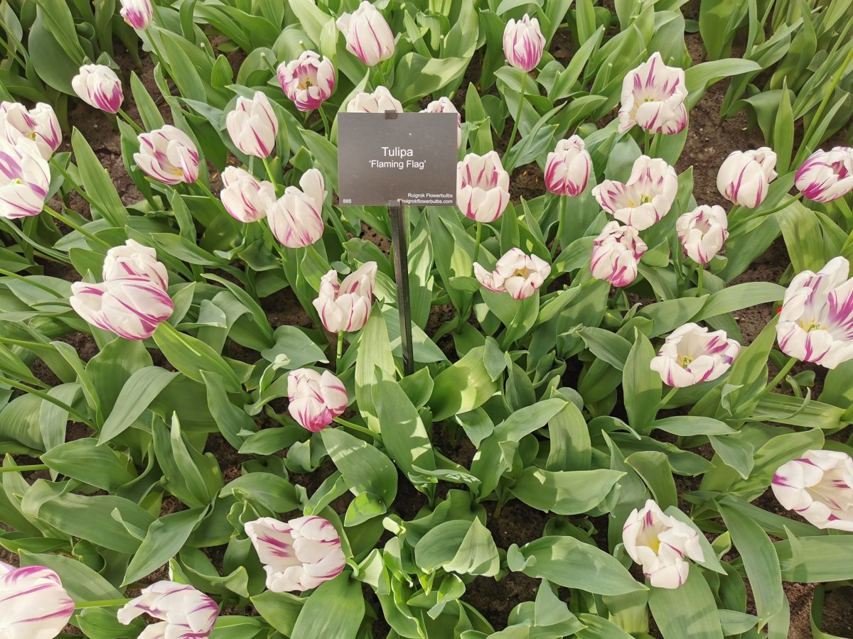 Тюльпан Флэминг Флэг Триумф - фото 2