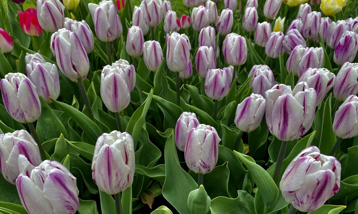 Тюльпан Флэминг Флэг Триумф