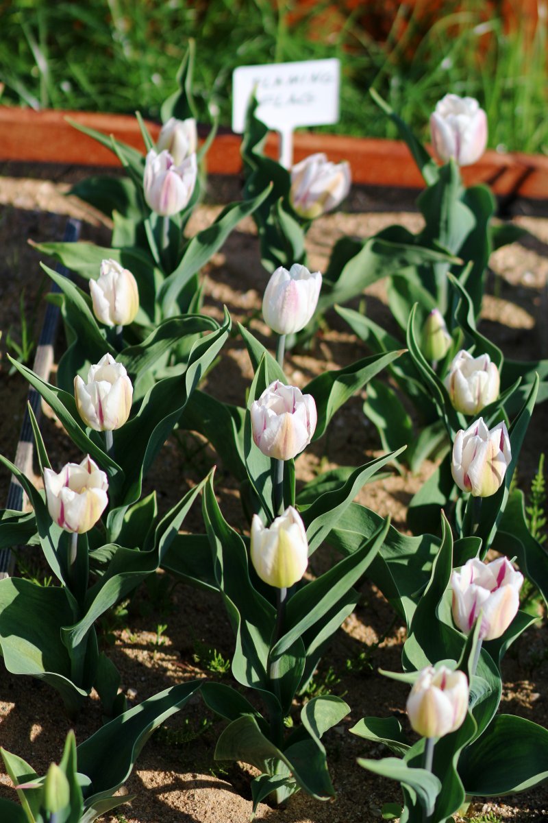 Тюльпан Флэминг Флэг Триумф - фото 5