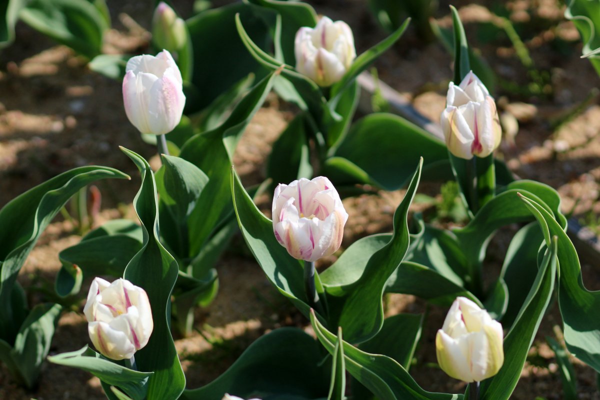 Тюльпан Флэминг Флэг Триумф - фото 3
