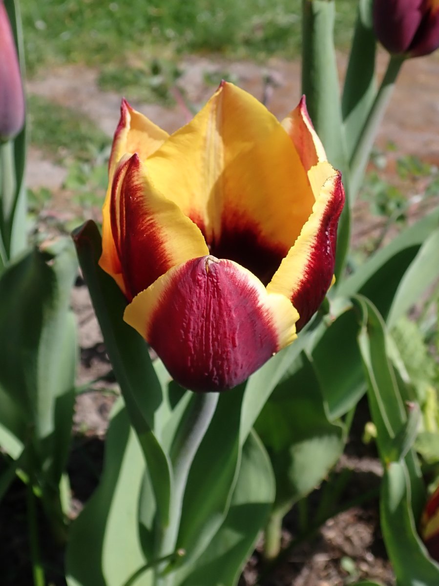 Тюльпан Гавота Триумф - фото 9