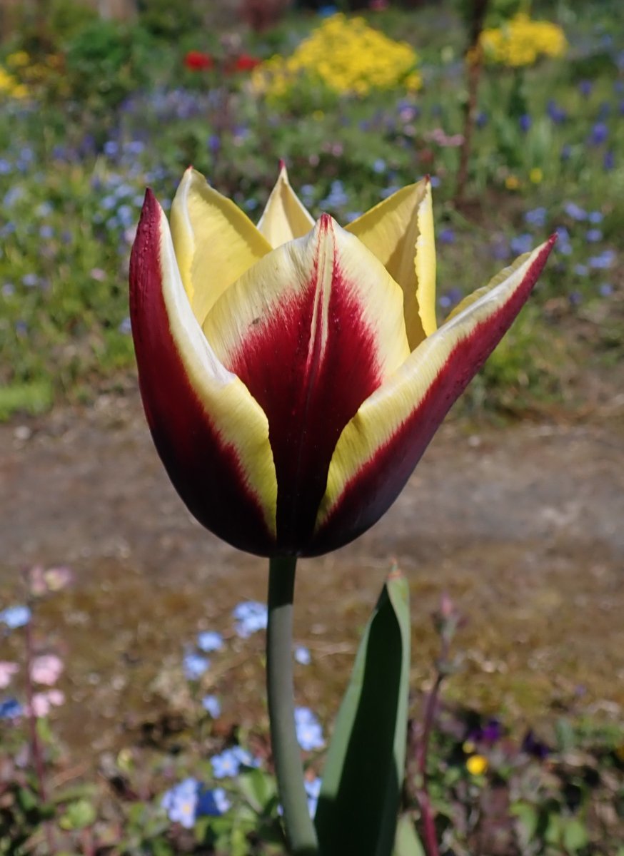 Тюльпан Гавота Триумф - фото 10