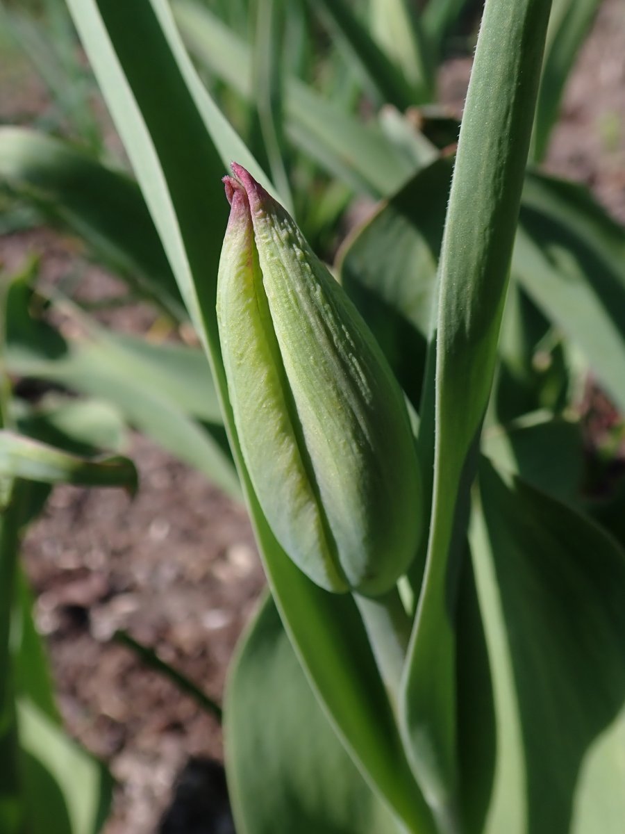 Тюльпан Гавота Триумф - фото 6