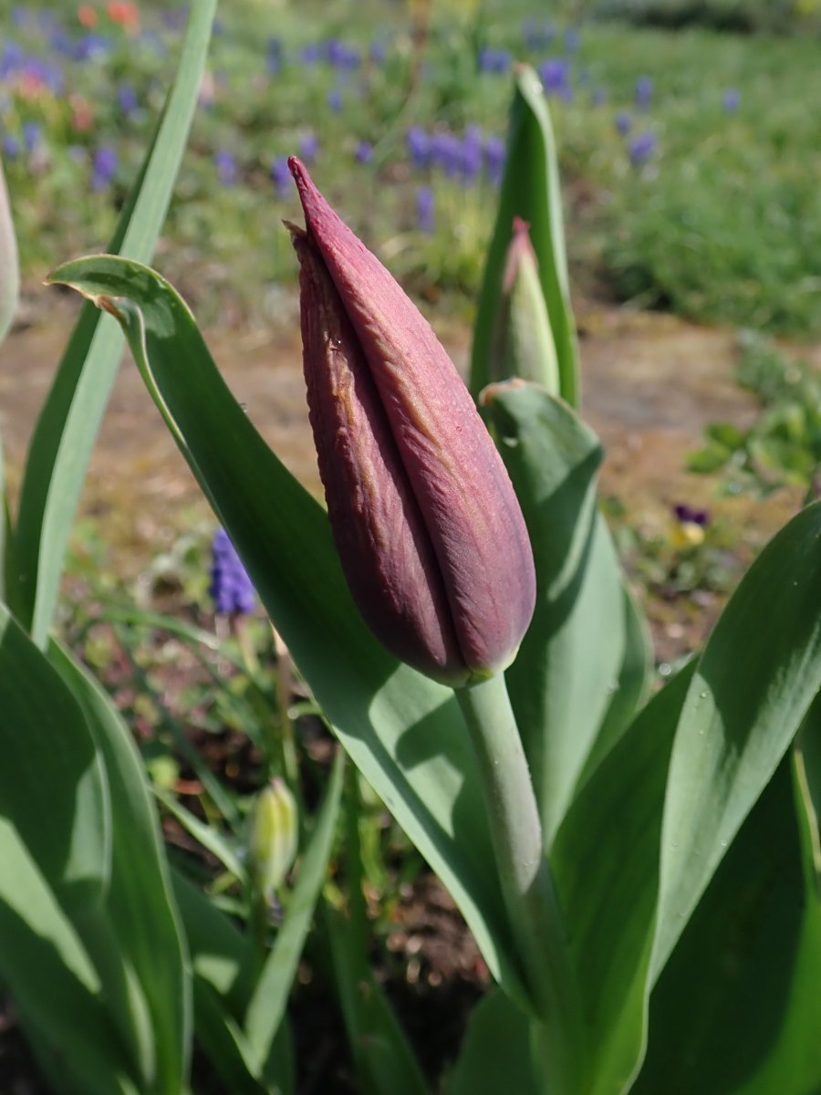 Тюльпан Гавота Триумф - фото 7