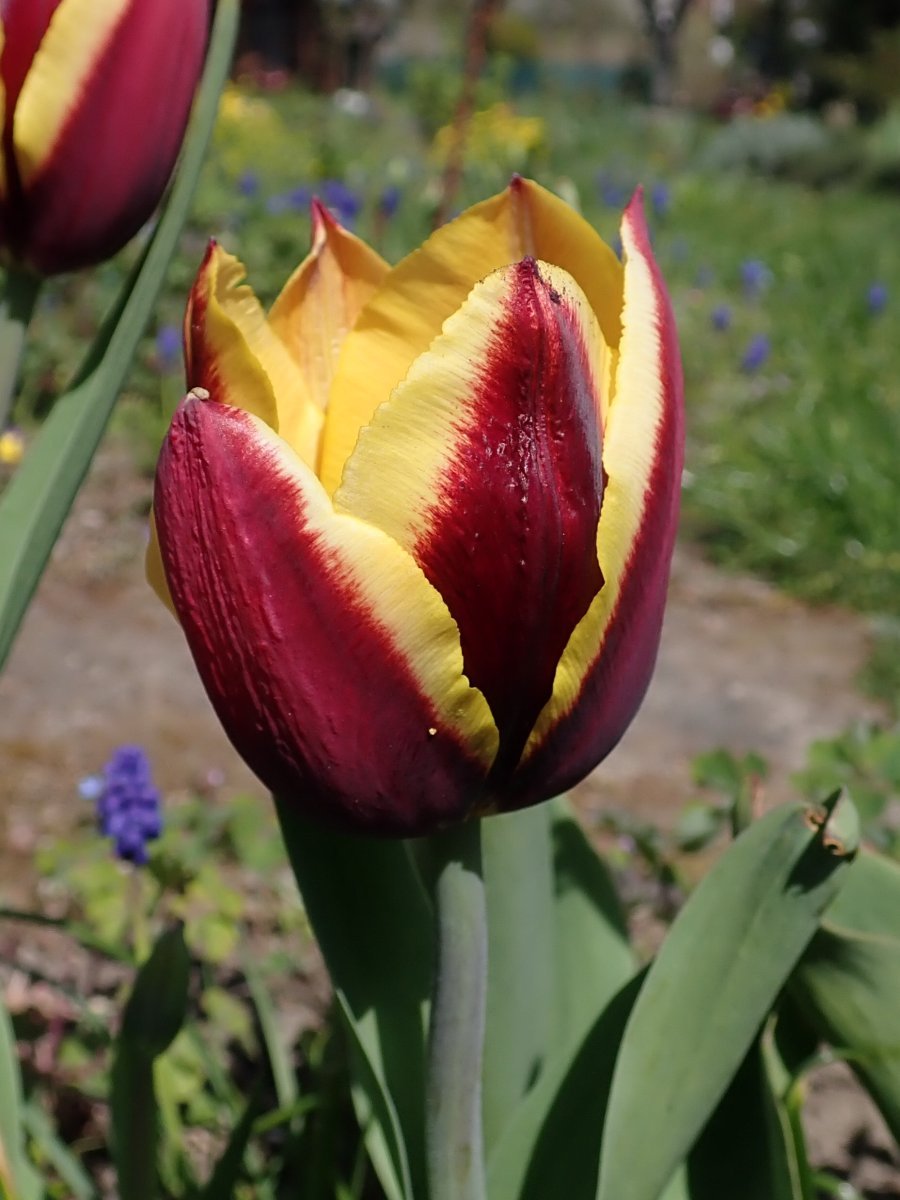 Тюльпан Гавота Триумф