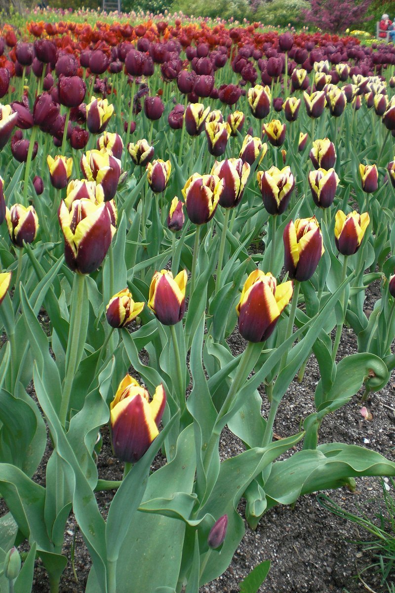 Тюльпан Гавота Триумф - фото 5