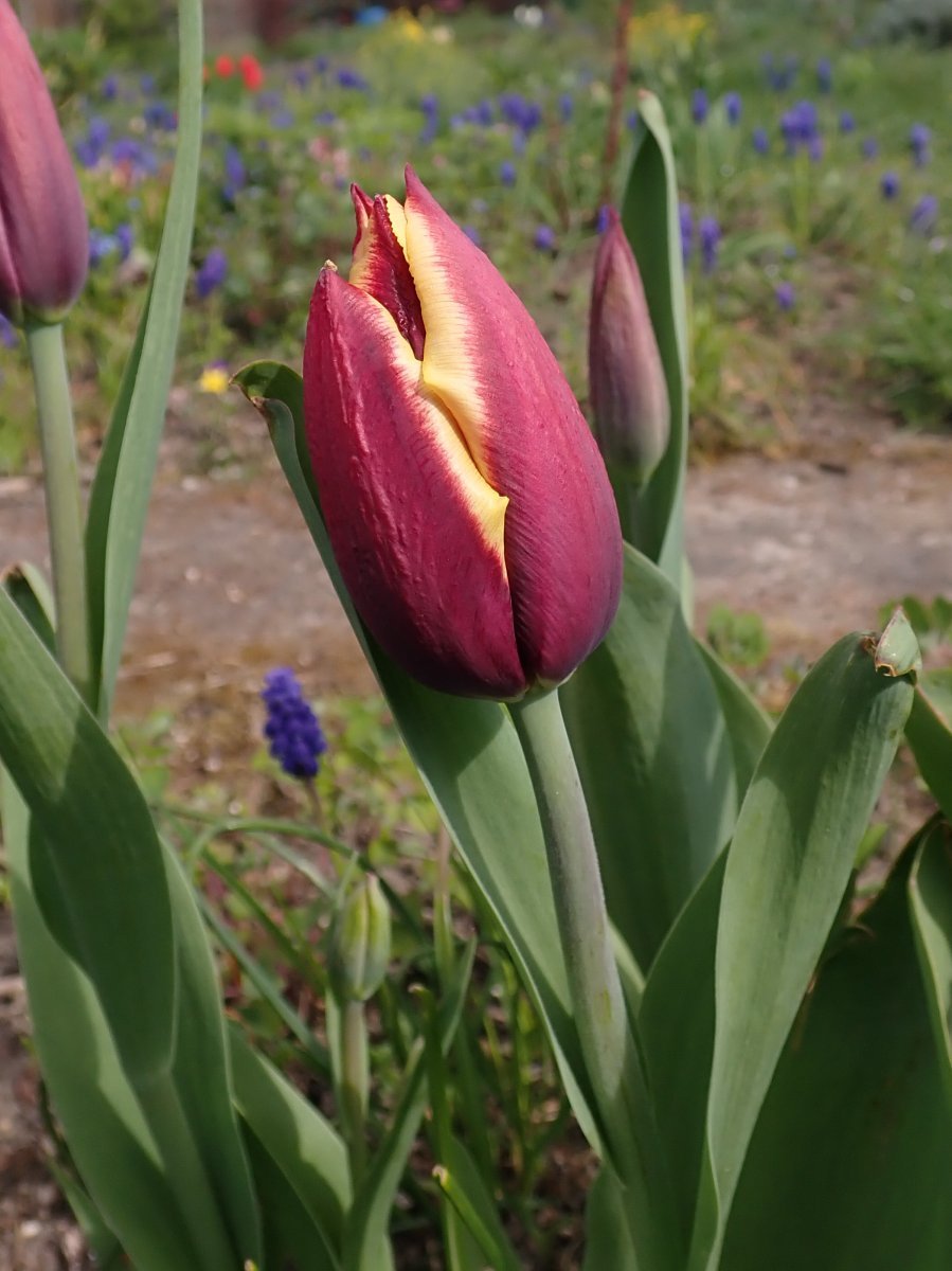 Тюльпан Гавота Триумф - фото 8