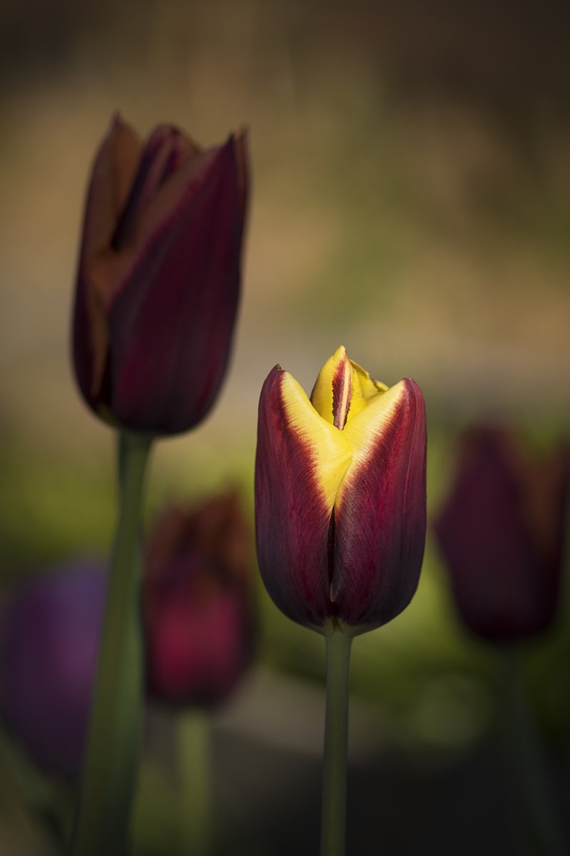 Тюльпан Гавота Триумф - фото 2