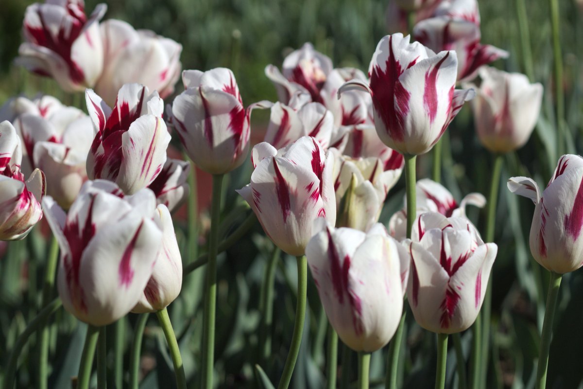 Тюльпан Гранд Перфекшн Триумф - фото 2