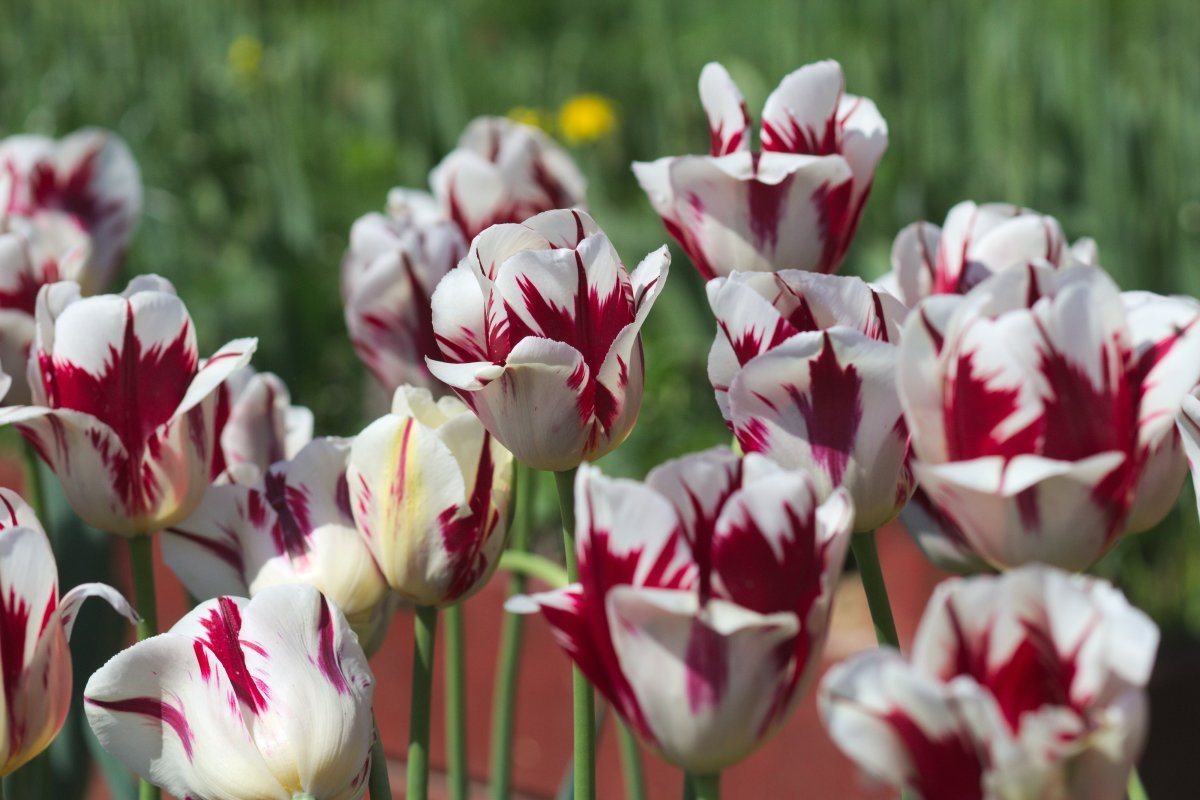 Тюльпан Гранд Перфекшн Триумф - фото 7