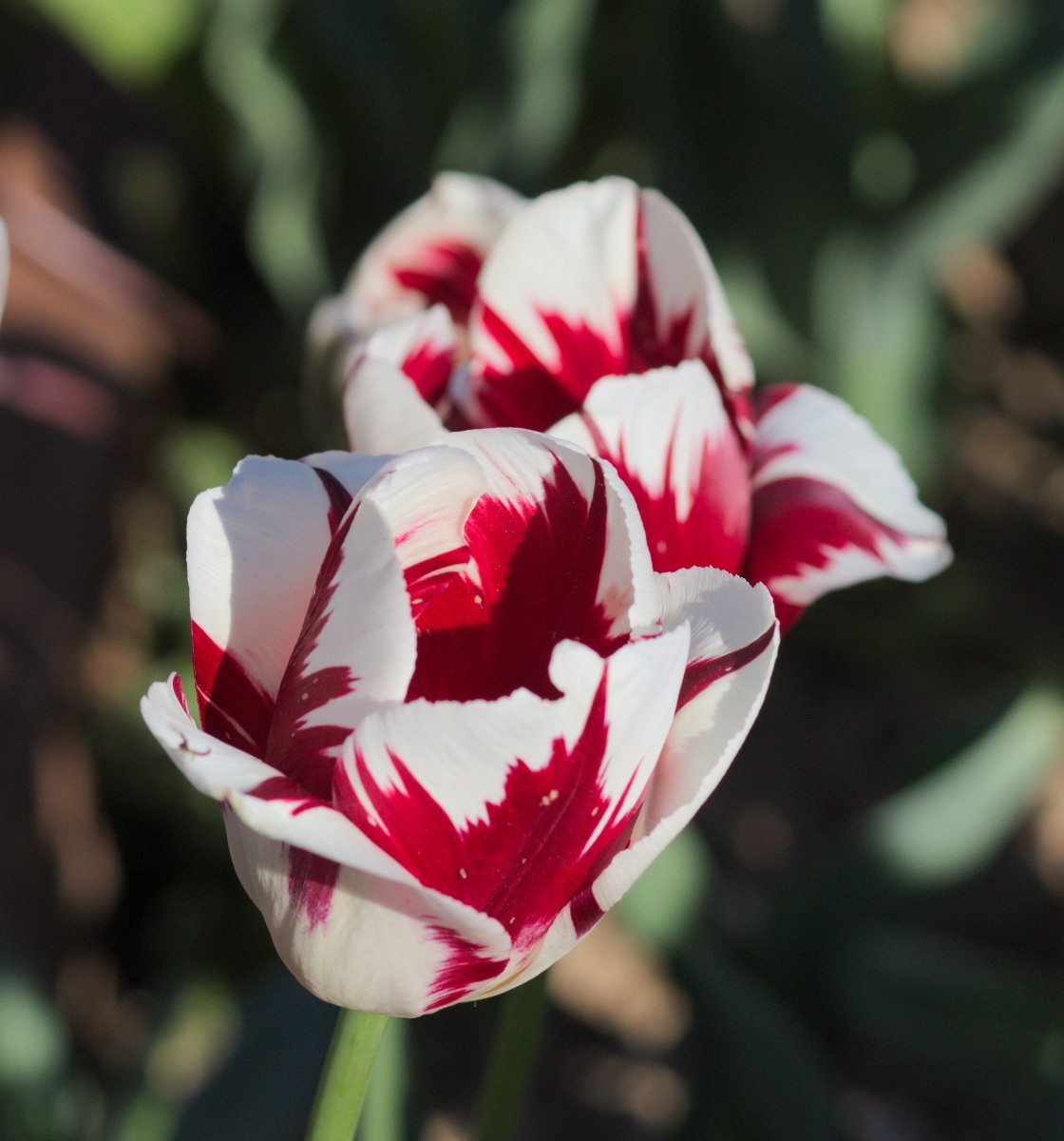 Тюльпан Гранд Перфекшн Триумф - фото 6