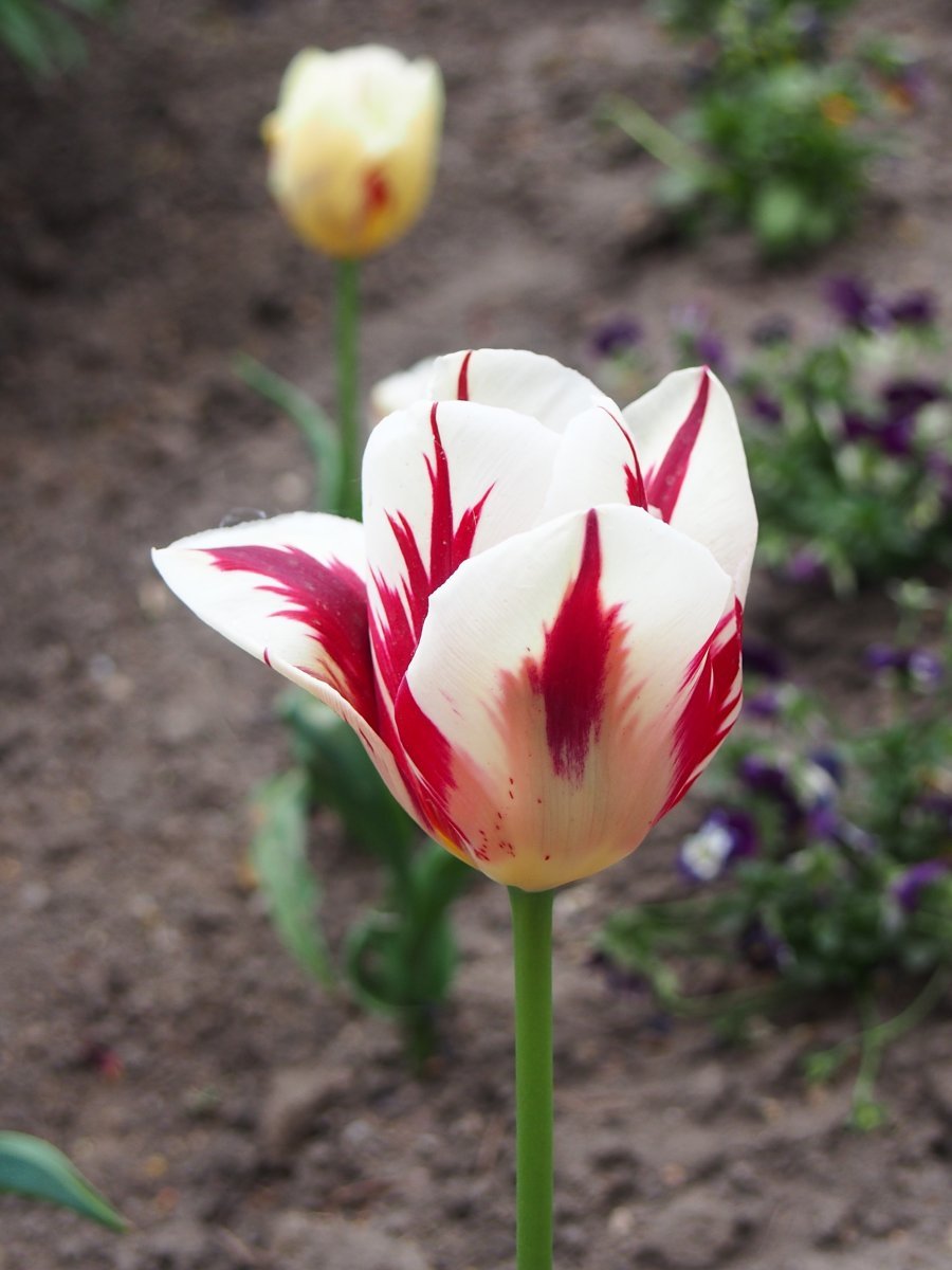 Тюльпан Гранд Перфекшн Триумф - фото 8