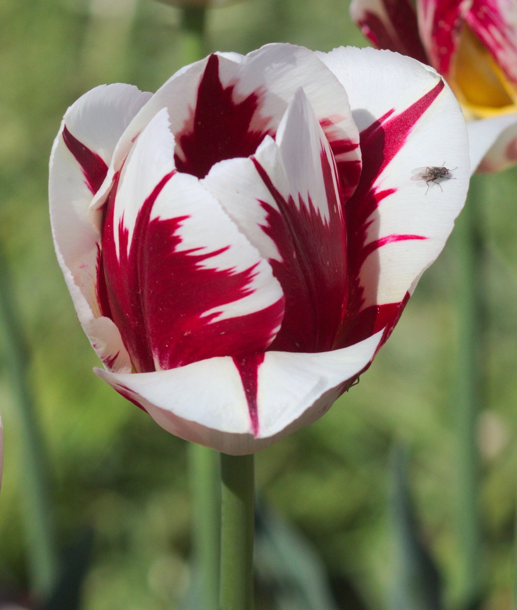 Тюльпан Гранд Перфекшн Триумф - фото 5