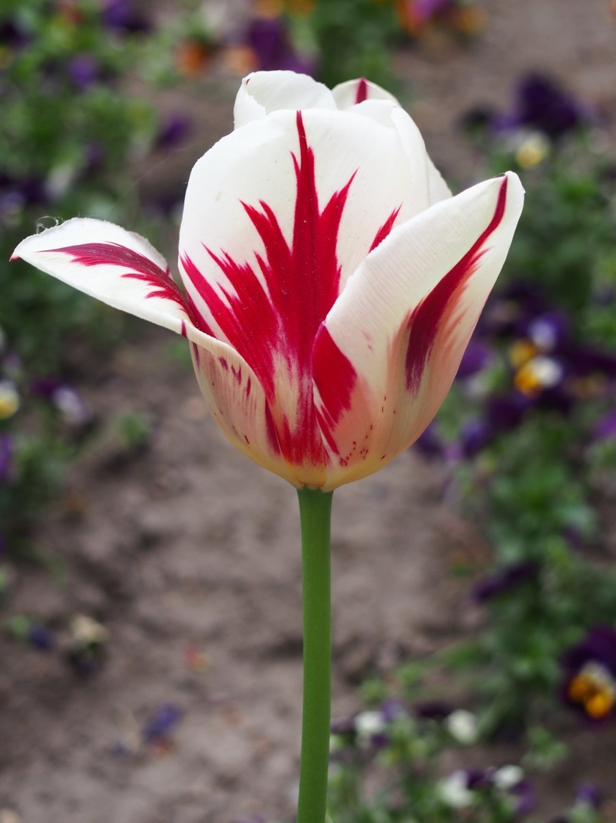 Тюльпан Гранд Перфекшн Триумф - фото 9