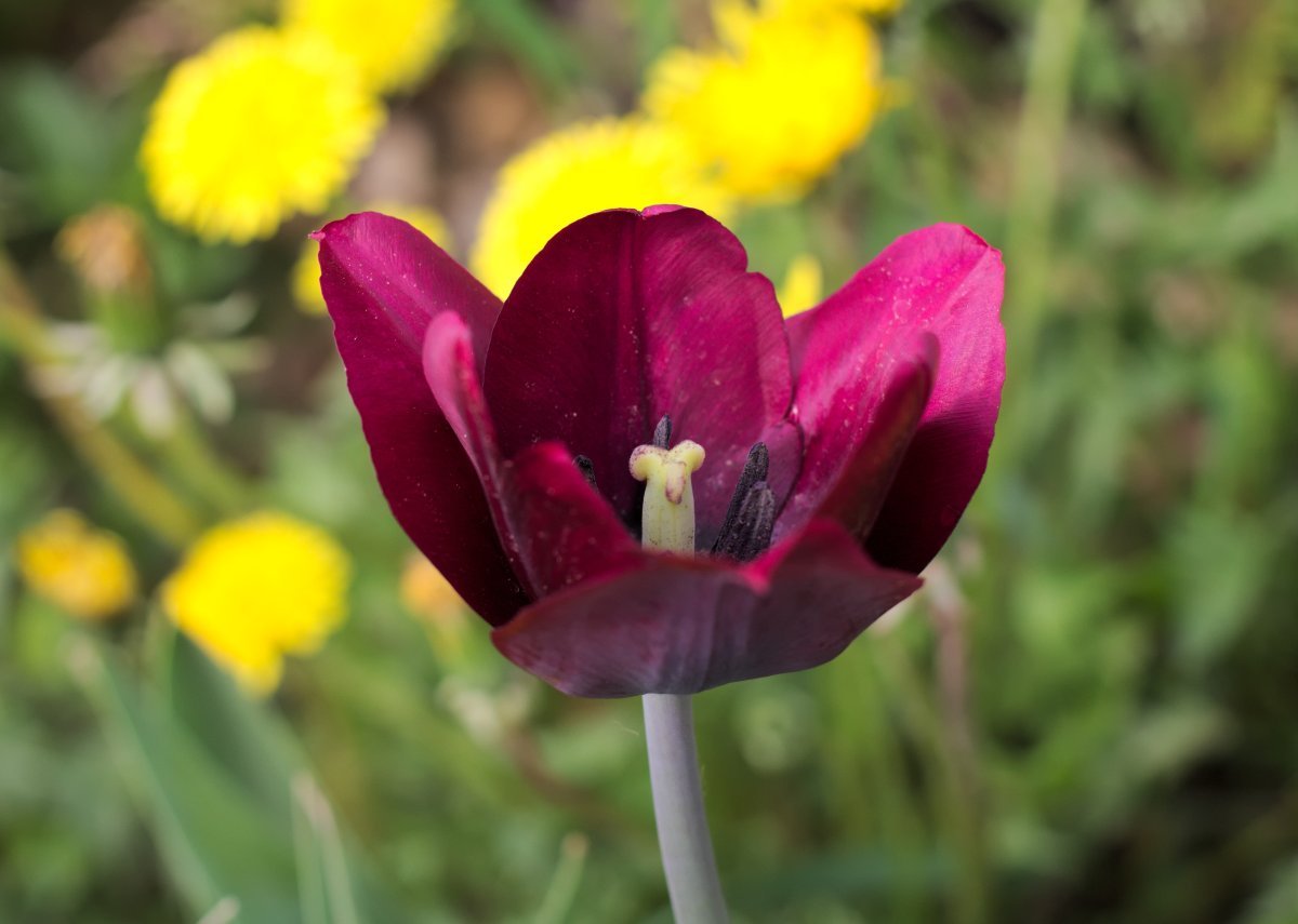 Тюльпан Роналдо Триумф - фото 5