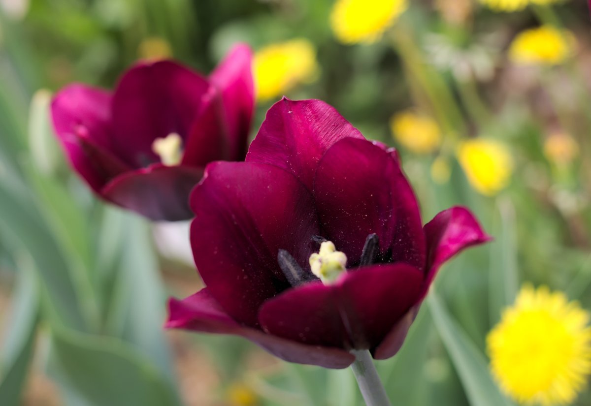 Тюльпан Роналдо Триумф