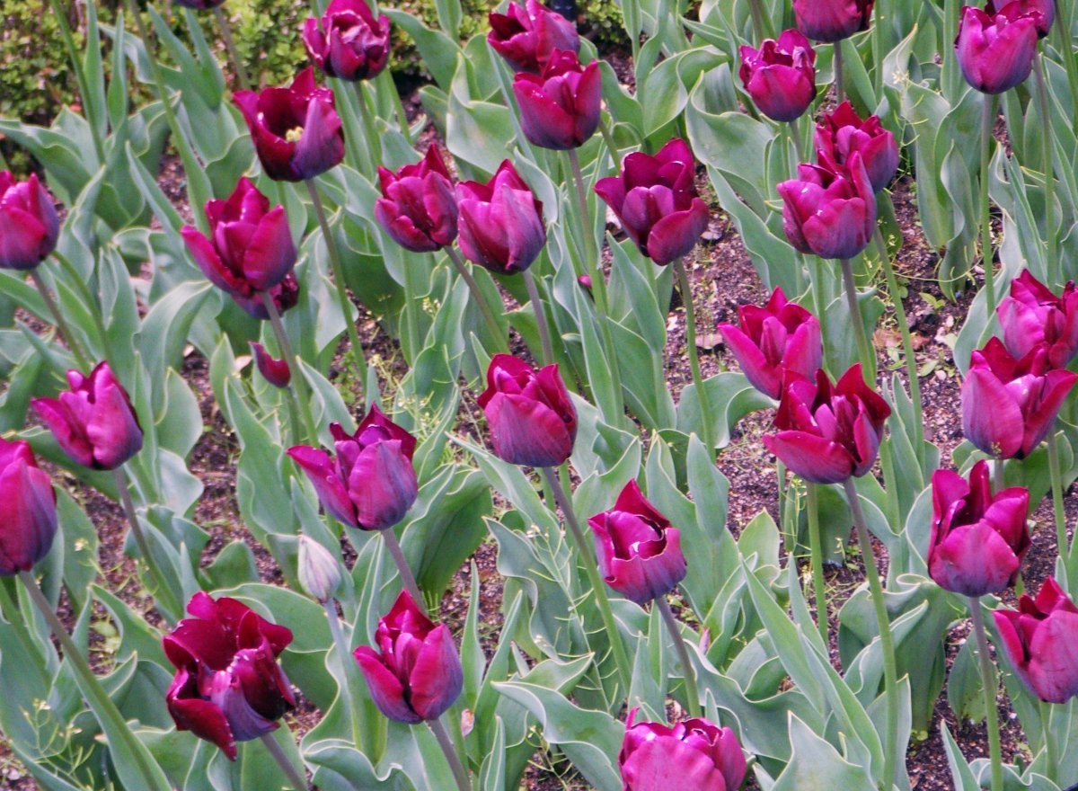 Тюльпан Роналдо Триумф - фото 2