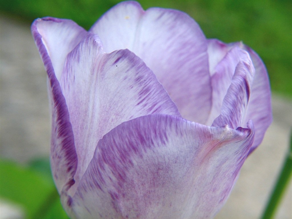 Тюльпан Ширли Триумф