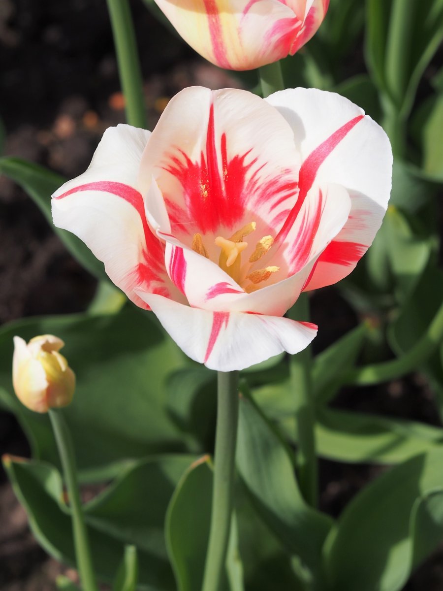 Тюльпан Сорбет Триумф - фото 3