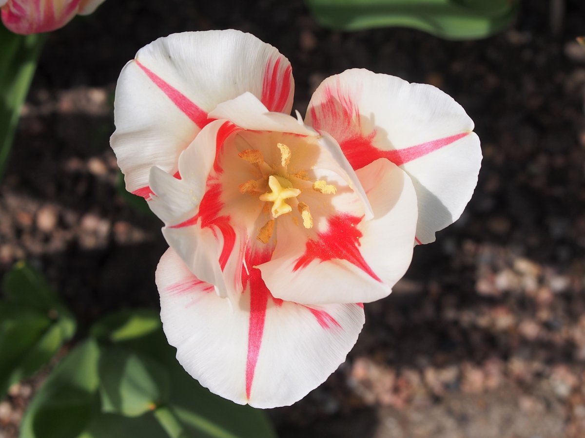 Тюльпан Сорбет Триумф - фото 5