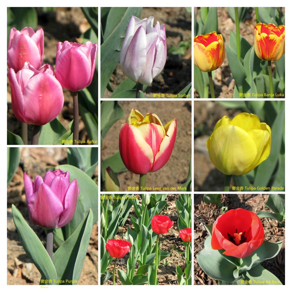 Тюльпан Сорбет Триумф - фото 6