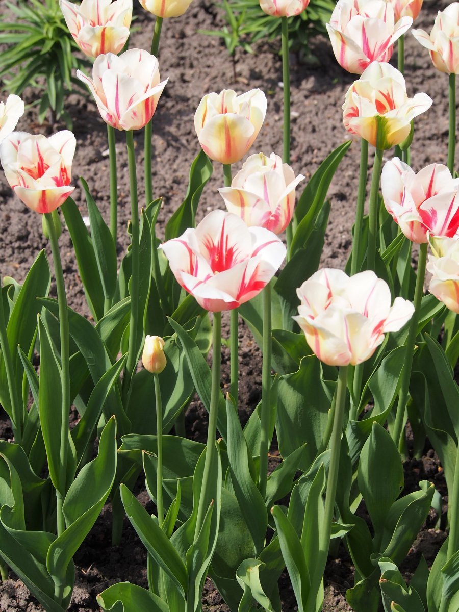 Тюльпан Сорбет Триумф - фото 2