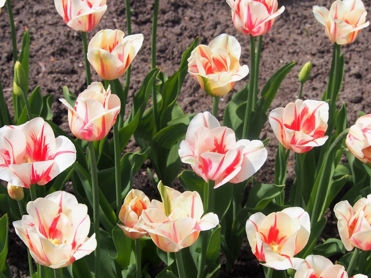 Тюльпан Сорбет Триумф