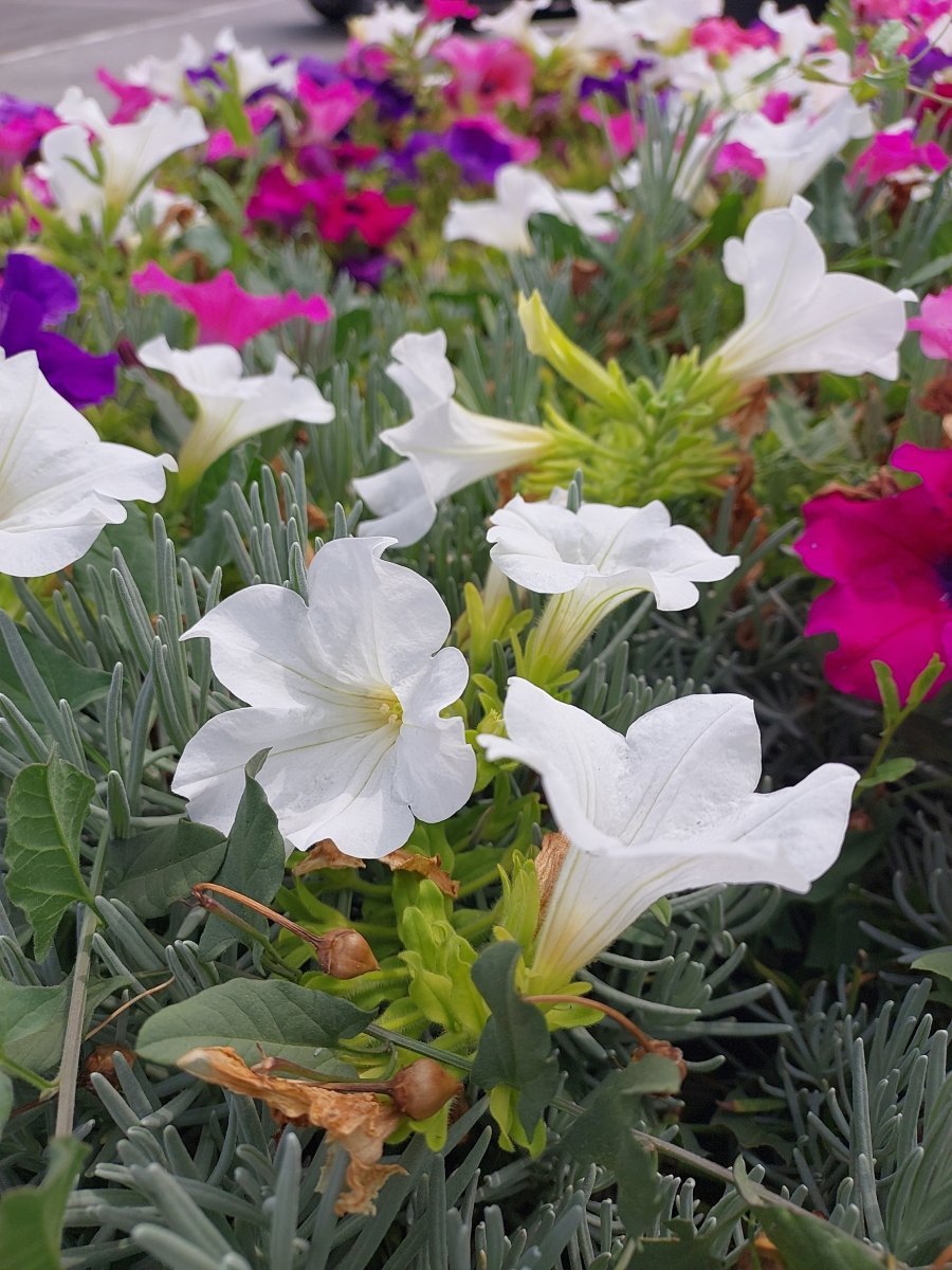 Петуния гибридная - фото 10