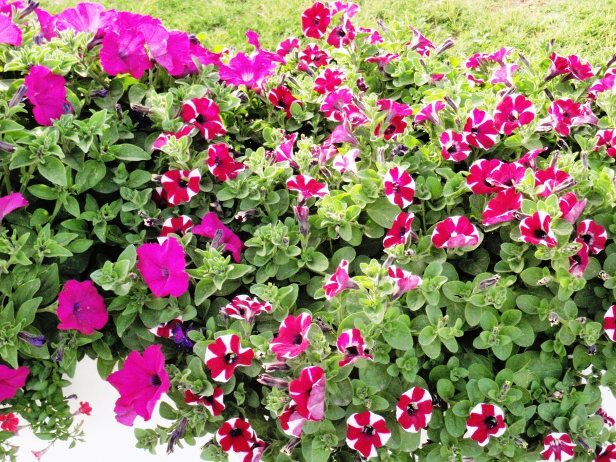 Петуния гибридная - фото 5