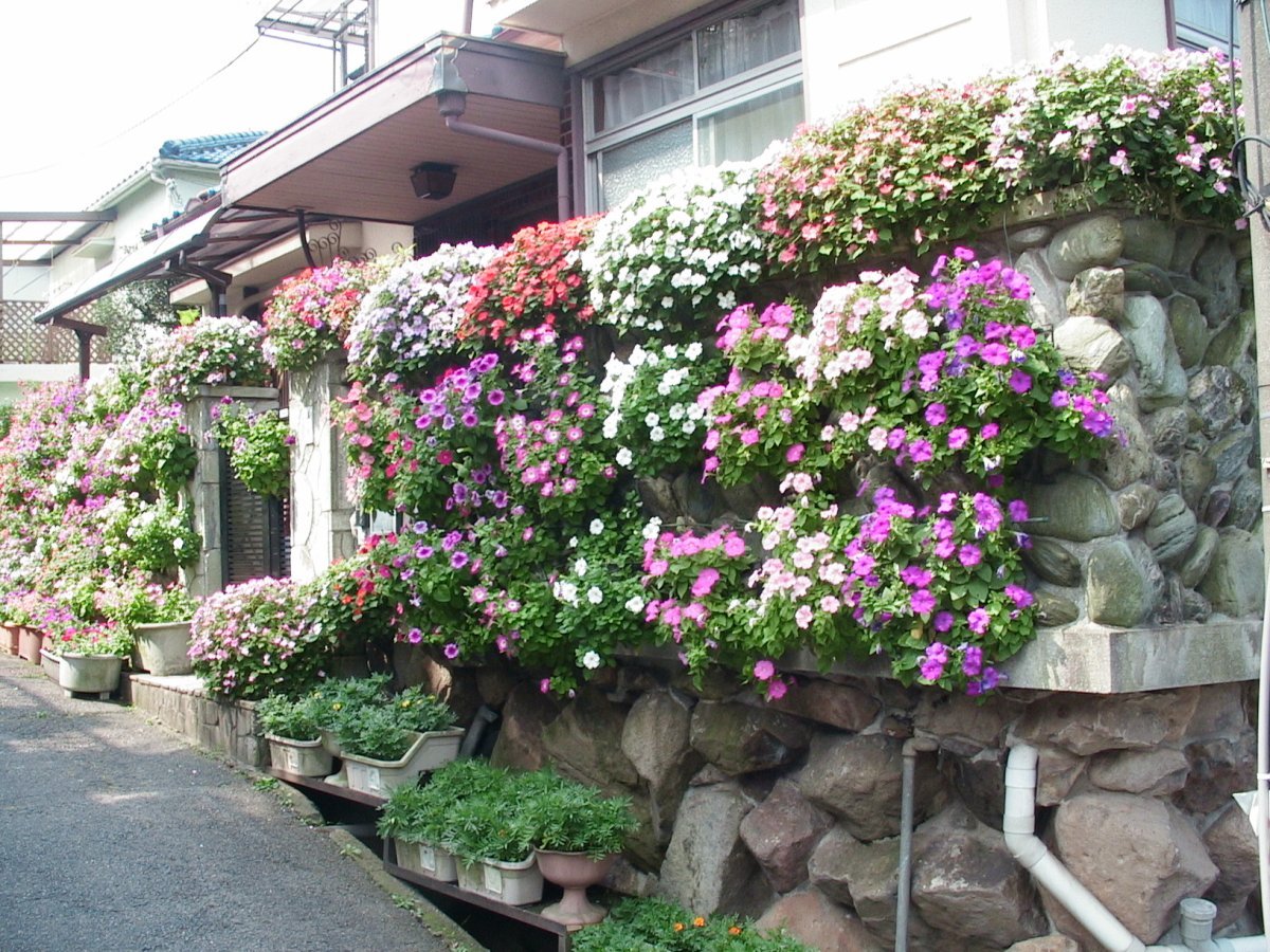 Петуния гибридная - фото 11